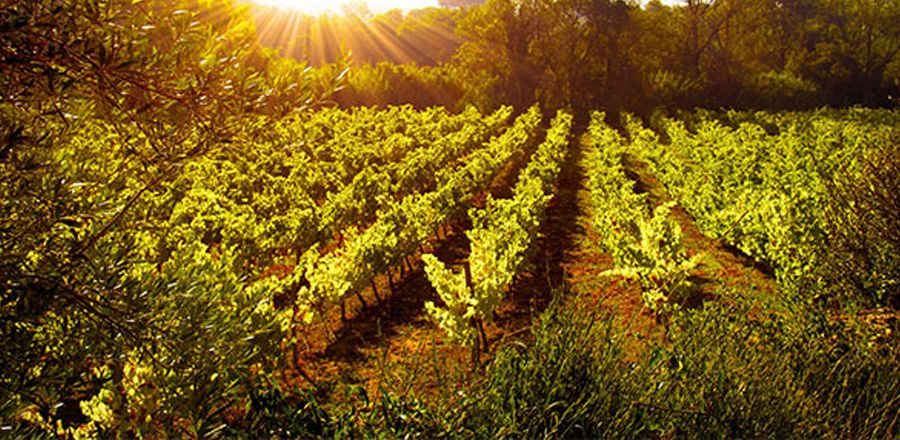 Vineyards in Cyprus