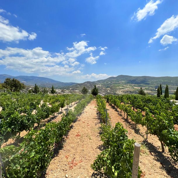 Vineyards / Wineries in Cyprus
