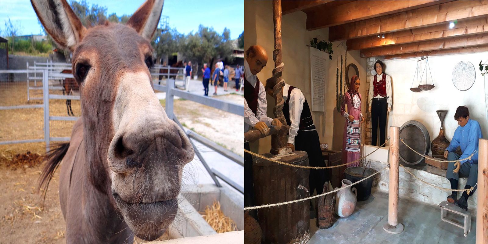 Golden Donkeys Farm in Cyprus