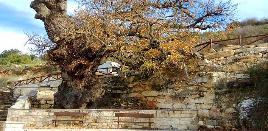 "Akrikous" Giant Oak Tree in Cyprus