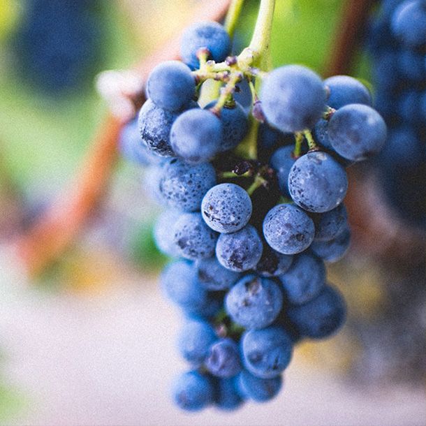 Nicosia Wineries