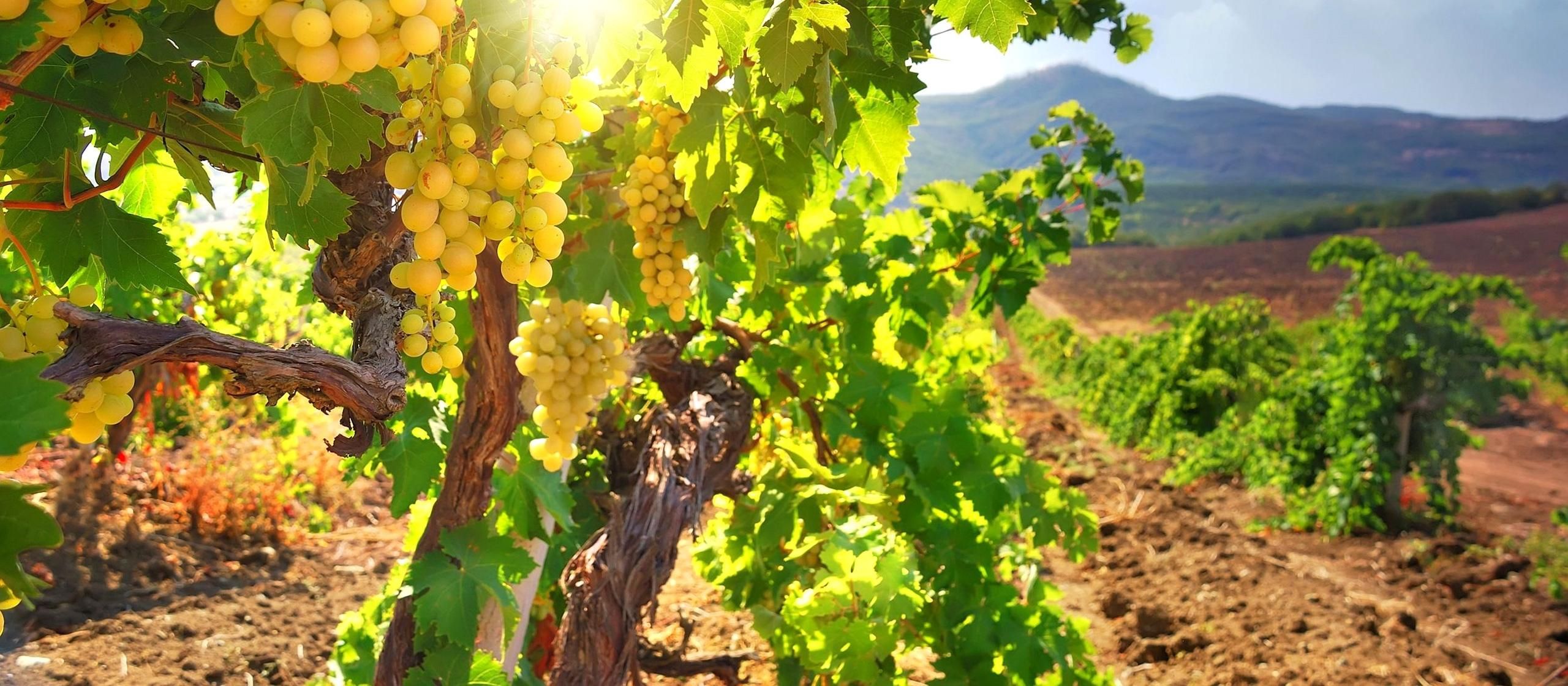Wineries Cyprus