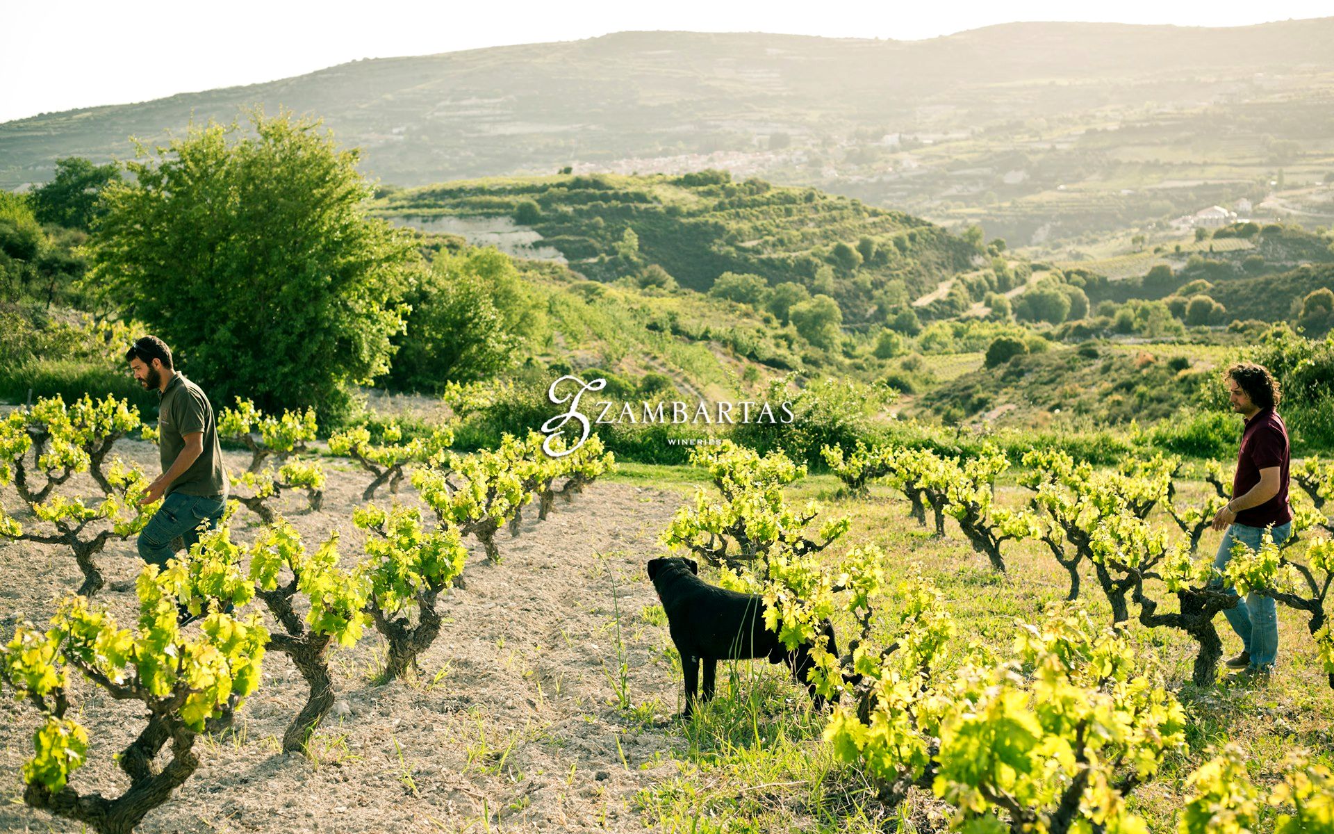Zambartas Winery in Cyprus