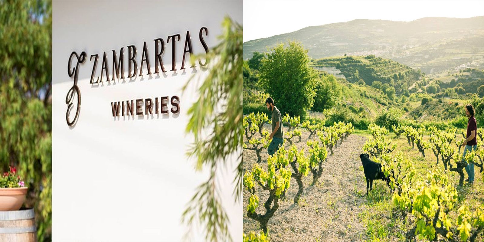 Zmbartas Winery in Cyprus