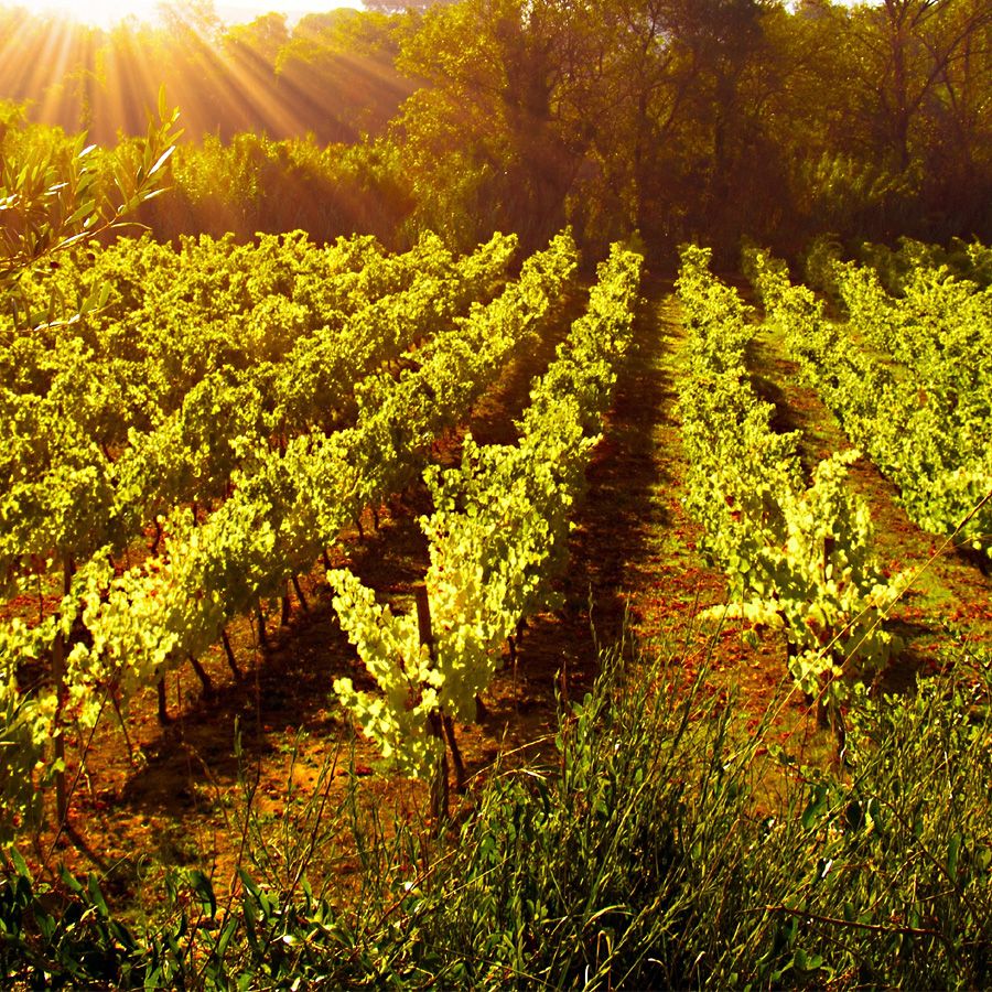 Paphos Wineries