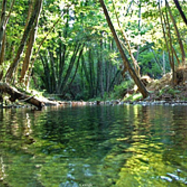 Ammati Forest in Cyprus
