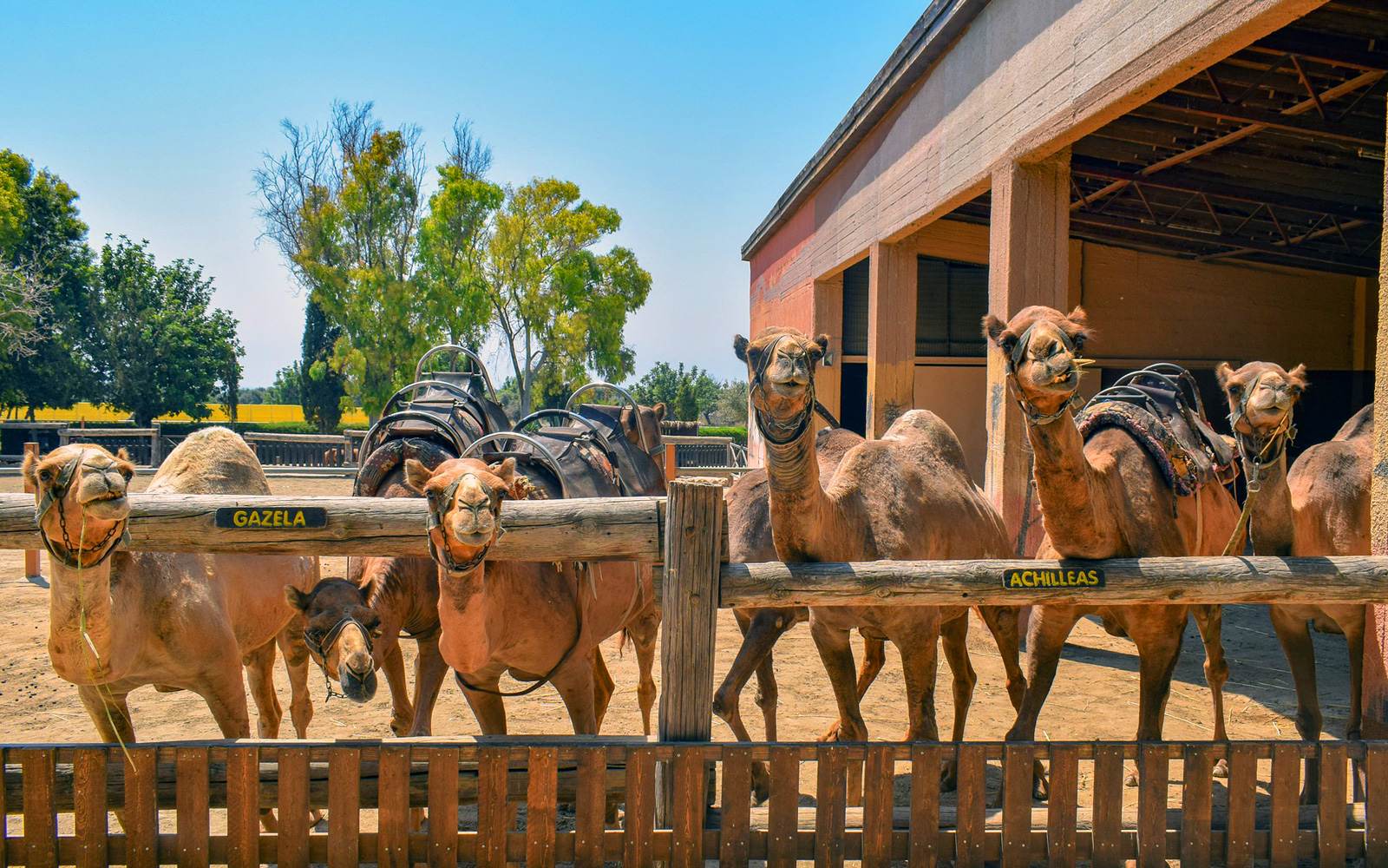 Camel Park in Cyprus