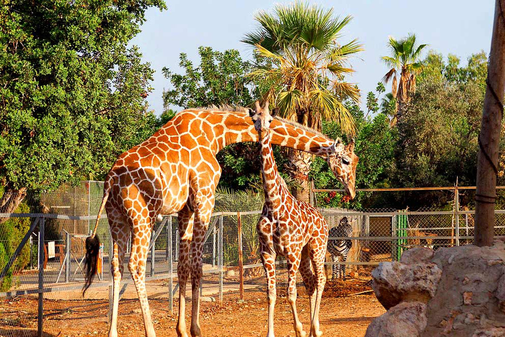 Pafos Zoo (Paphos Bird’s & Animals Park) in Cyprus