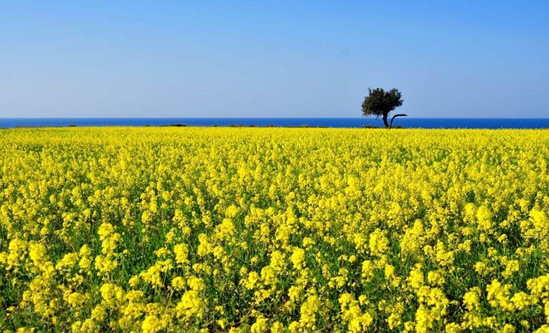 Spring in Cyprus