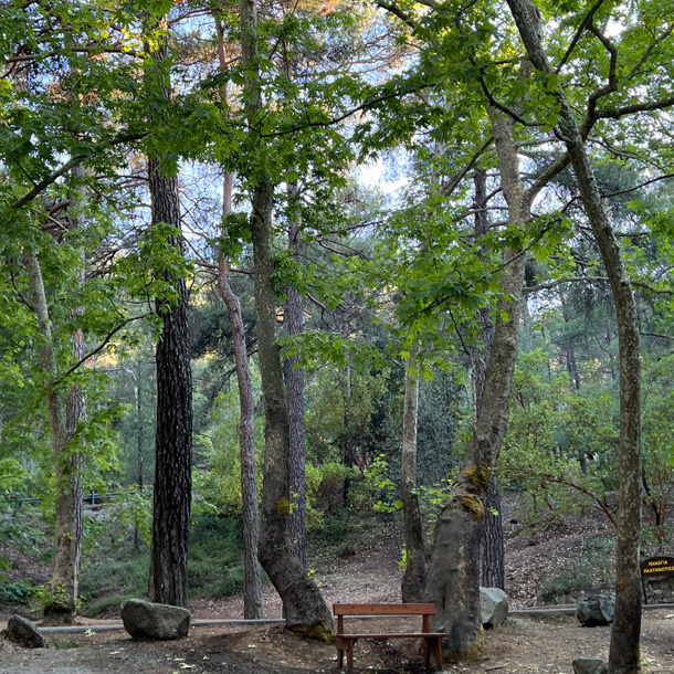 Kakopetria Forest in Cyprus