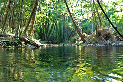 Ammati Forest in Cyprus