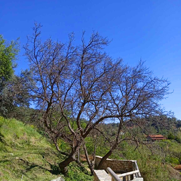 The indigenous tree called ‘Vavatsinia’(mulberry tree) in Cyprus