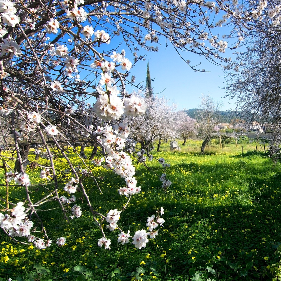 Lefkara Blooming Almond Trees in Cyprus
