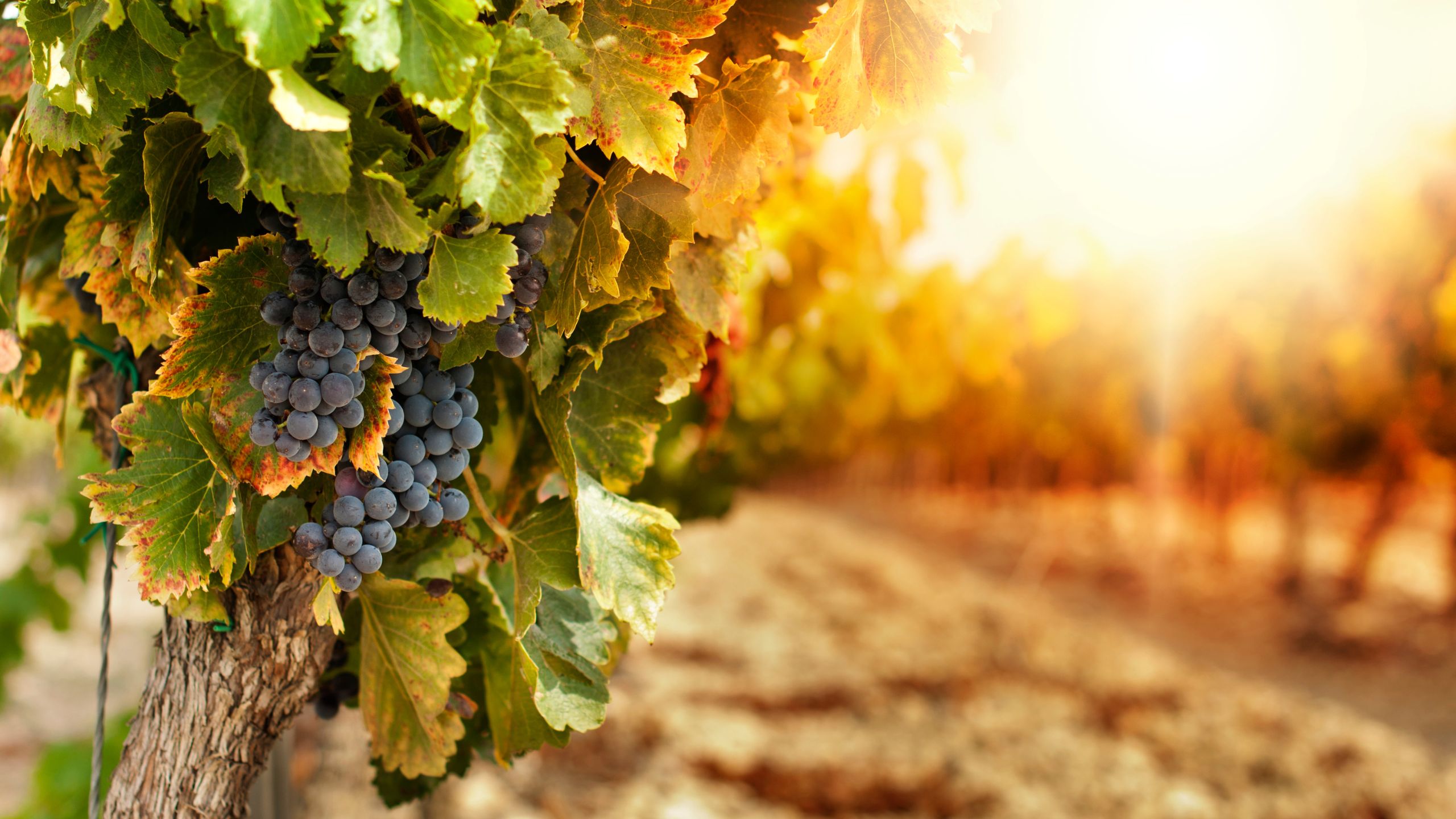 Panagia Vineyards in Cyprus