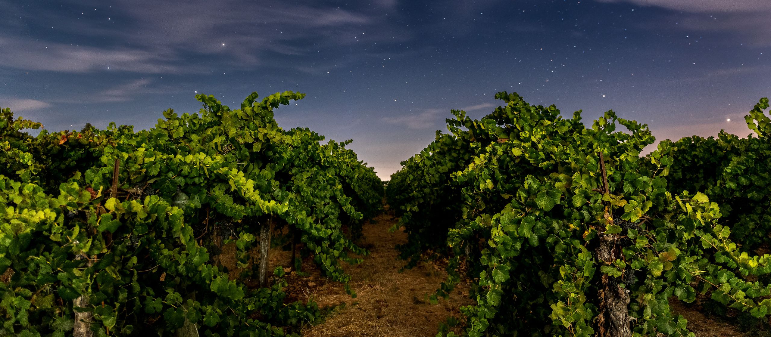 Troodos Wineries Cyprus