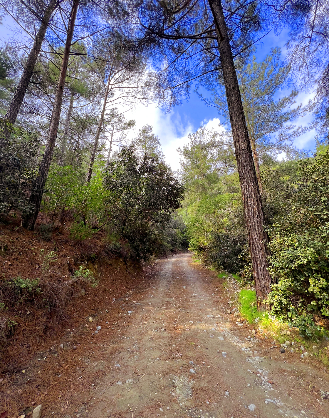Kato Amiantos – Loumata ton Aeton Trail in Cyprus