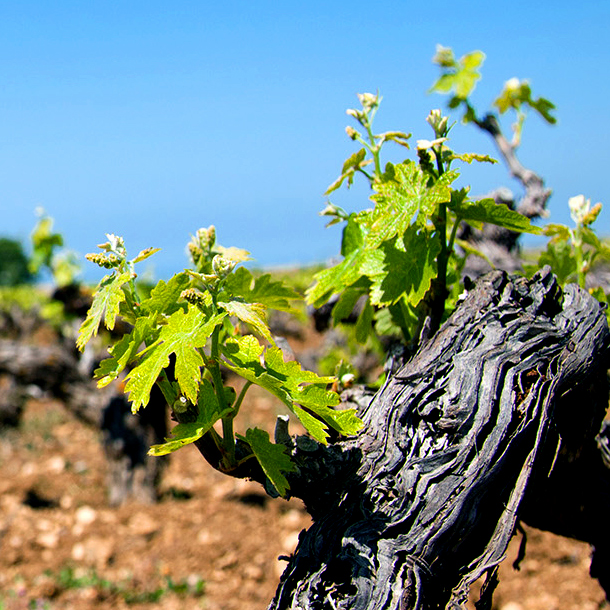 Vineyards in Cyprus