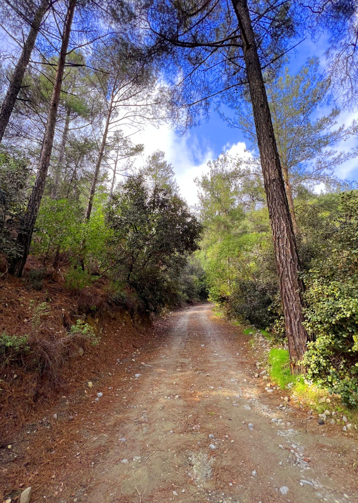 Kato Amiantos - Loumata ton Aeton Trail in Cyprus