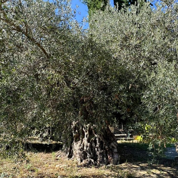 Old Olive trees Pyrga  Village in Cyprus